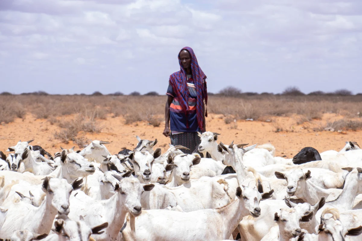 A Catastrophe of Silence: The Collapsing Humanitarian Response in the Horn of Africa