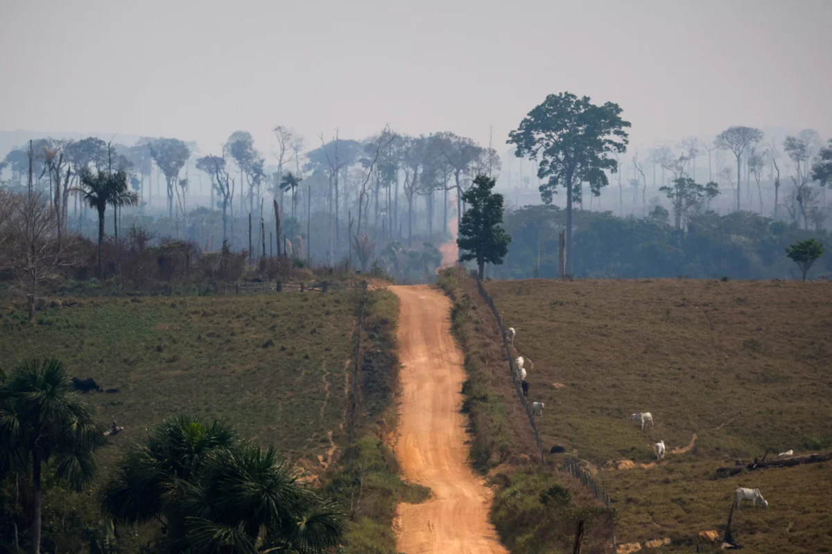 Brazil’s Bold Gambit: A New Global Roadmap to Halt Deforestation by 2030