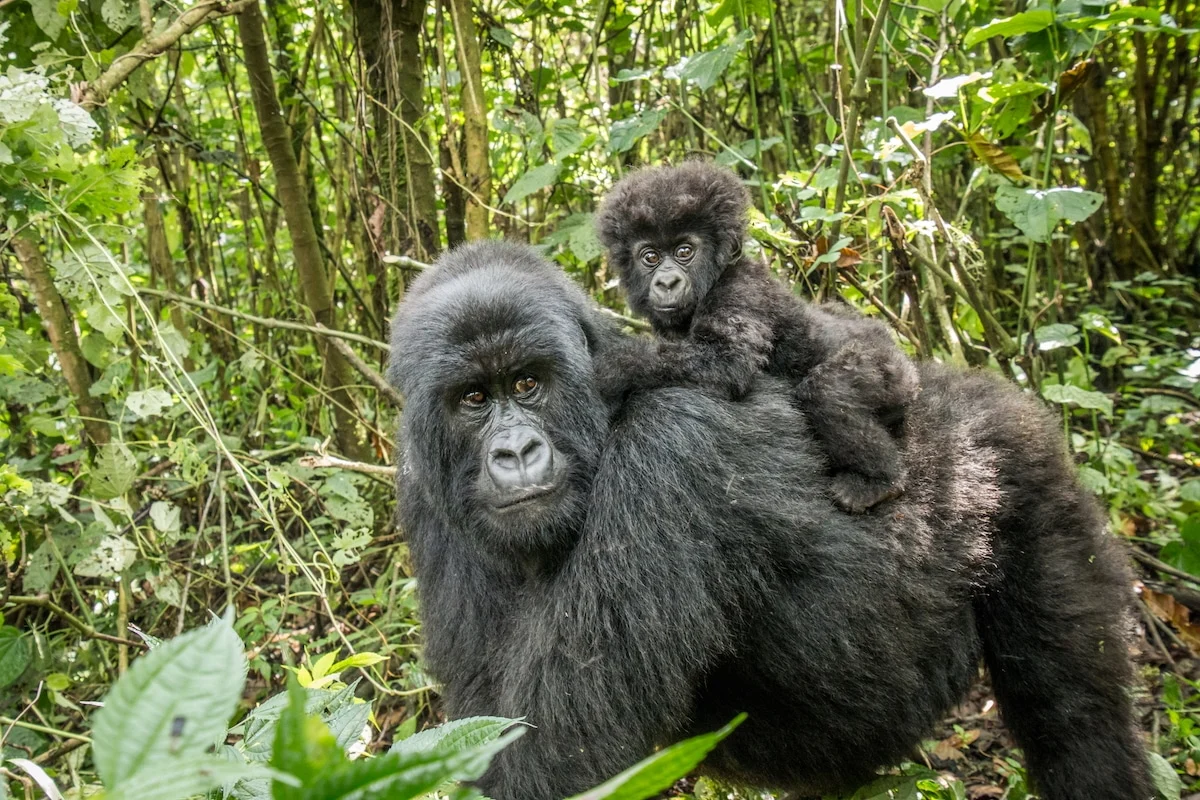 Democratic Republic of Congo Opens Vast Untouched Rainforests and Vital Gorilla Habitats to Oil and Gas Exploration