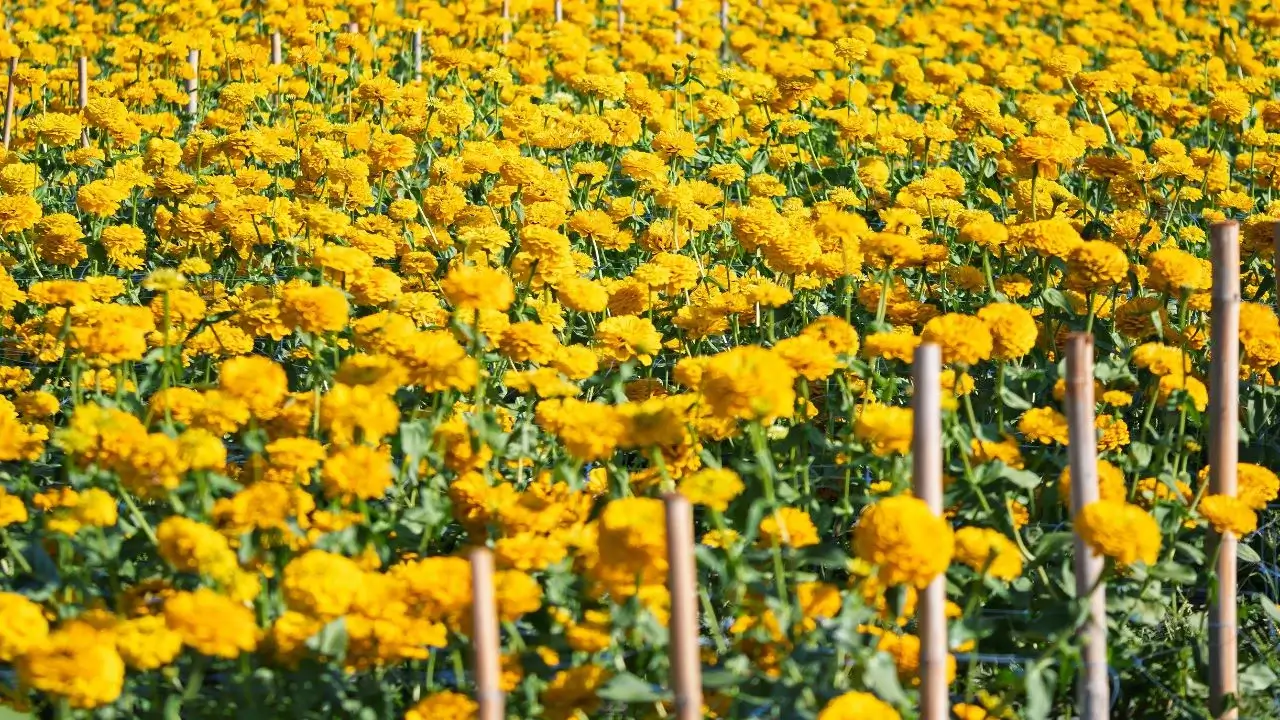 The May Planting Guide: A Strategic Blueprint for North American Growers