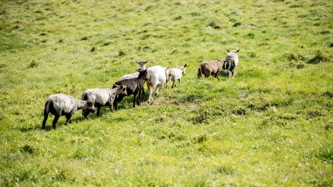 The Quiet Revolution: How Navajo-Churro Sheep are Rewilding the Maine Landscape