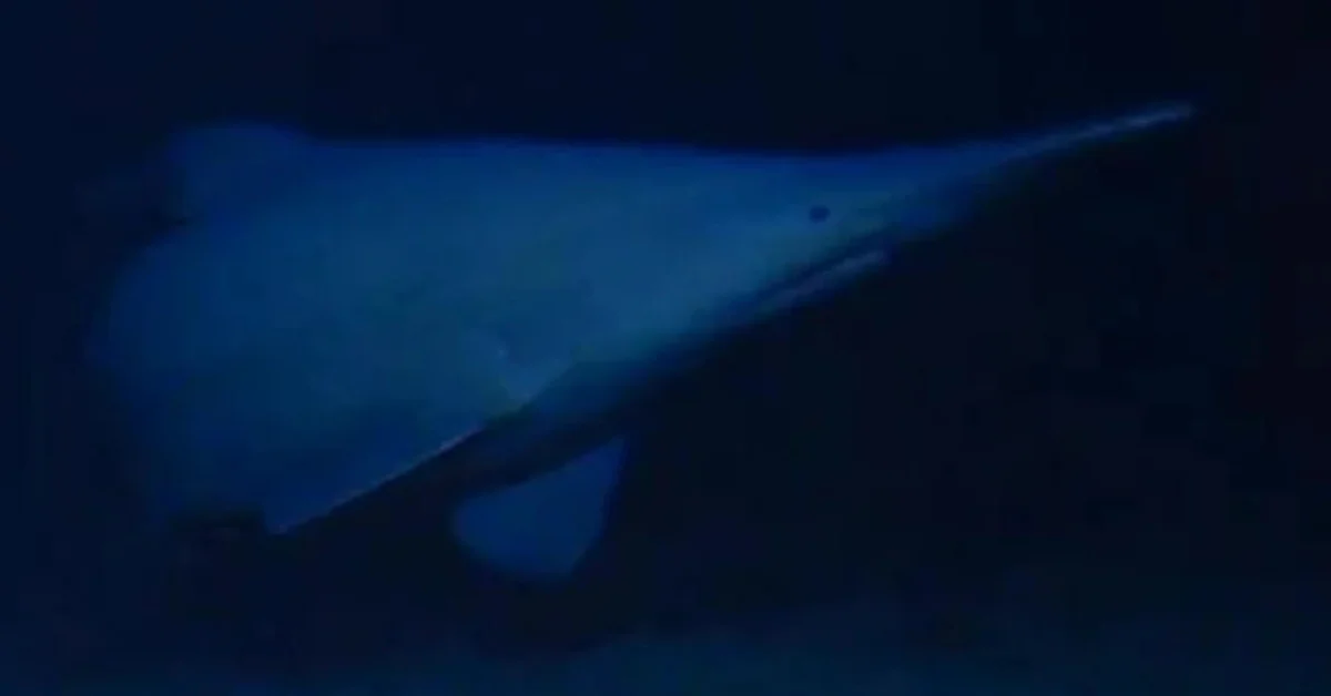 Elusive Goblin Shark Captured on Film in its Natural, Deep-Sea Realm for the First Time