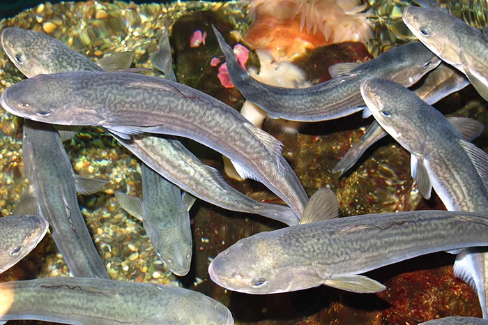 From Ocean Depths to Your Kitchen Tap: How NOAA’s Hidden Research Shapes Daily Life