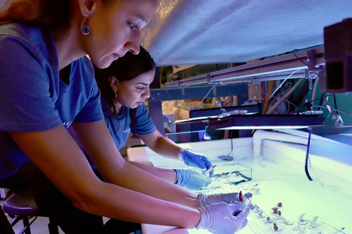 The Fragile Equilibrium: New Study Reveals Compounding Threats to Endangered Staghorn Corals