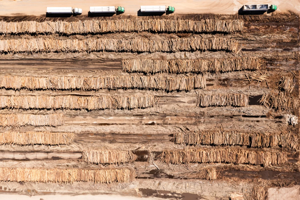 The High Cost of Green Energy: Inside the Battle Against the Wood Pellet Industry in North Carolina